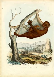 Fliegender Lemur, 1863-79